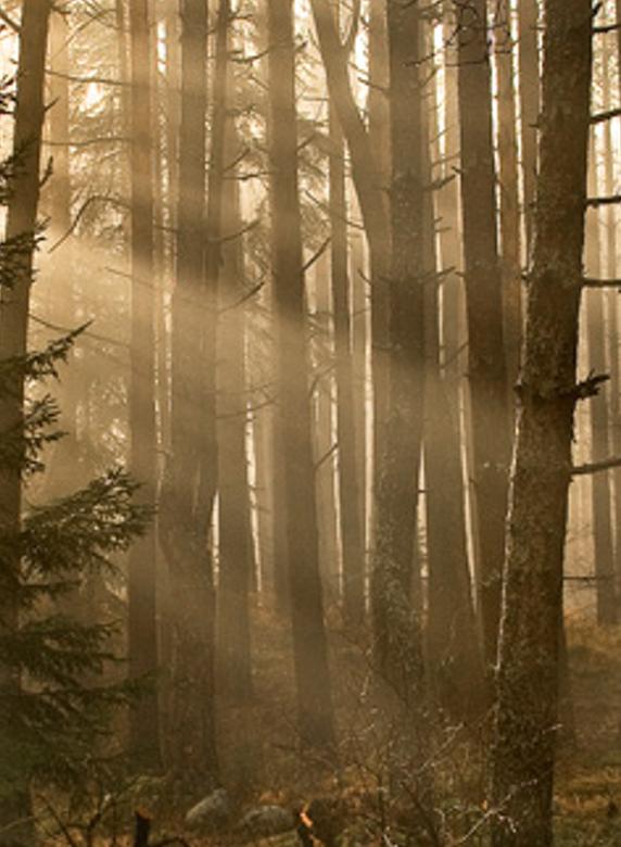 atrielee's profile banner image