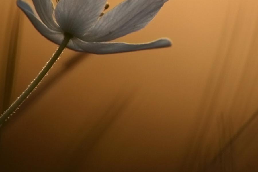 fiouner's profile banner image
