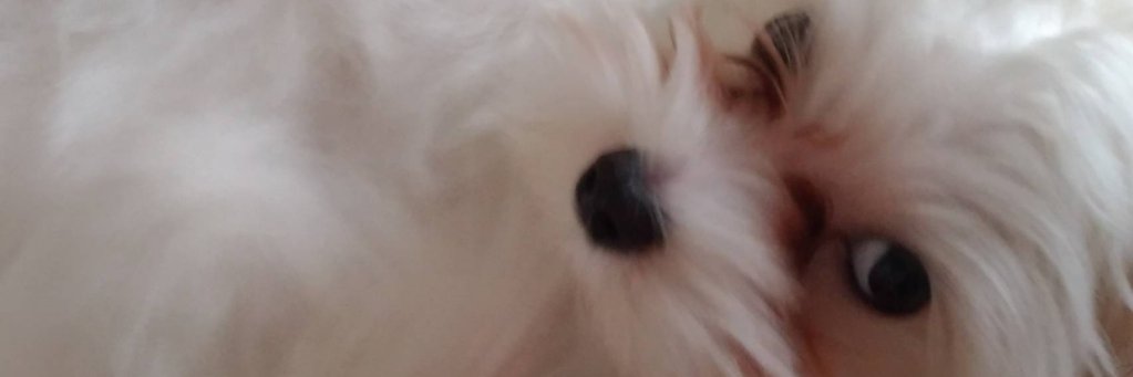 CookRobidence's profile banner image