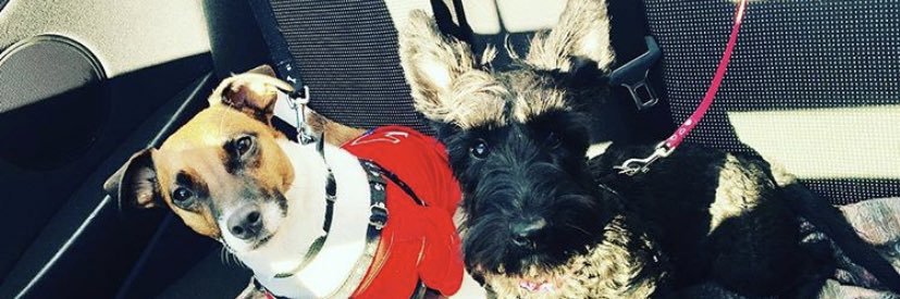 Ashley Wright banner