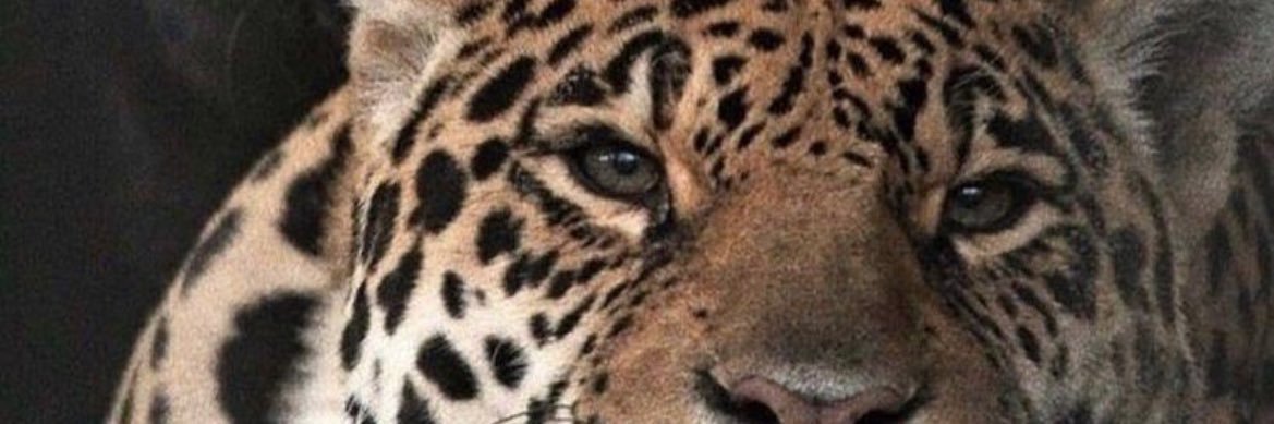 Miilapravcs's profile banner image