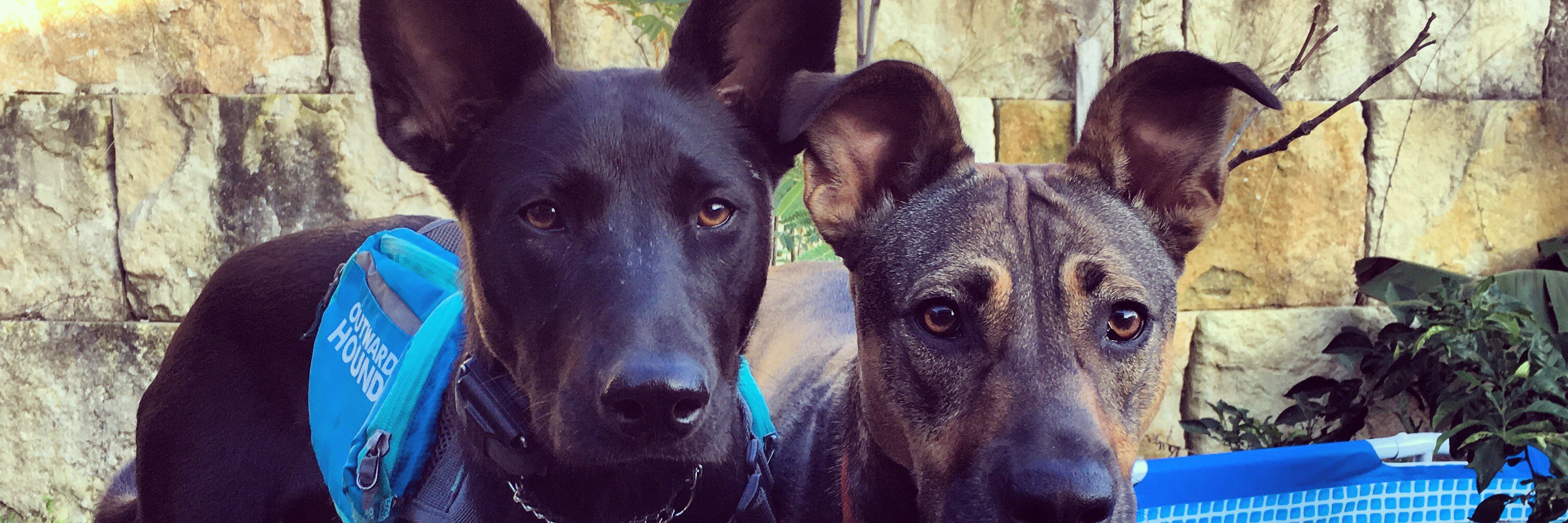 PressleyK9's profile banner image