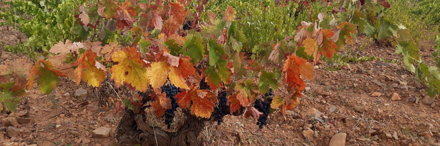 Michel Arenas banner