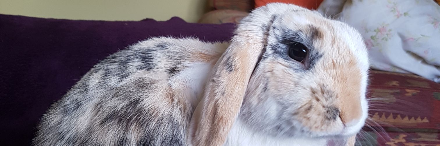 the_fluffle's profile banner image