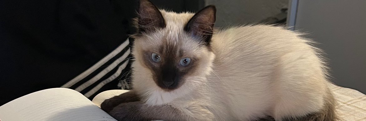 flordeboba's profile banner image
