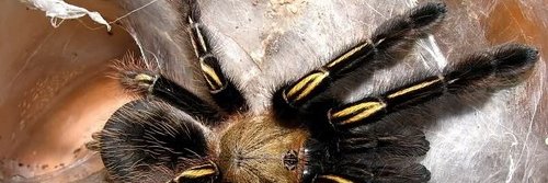 afprilrio's profile banner image