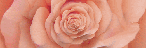 AmaniraDesigns's profile banner image