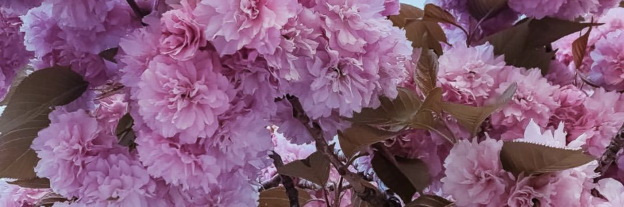 dreamsofsari's profile banner image