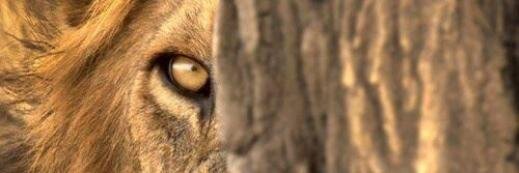 amolsatham's profile banner image