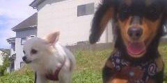 peaceyeahcat's profile banner image