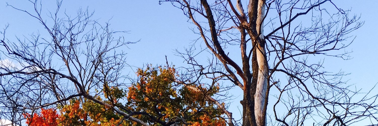 matildehardt's profile banner image