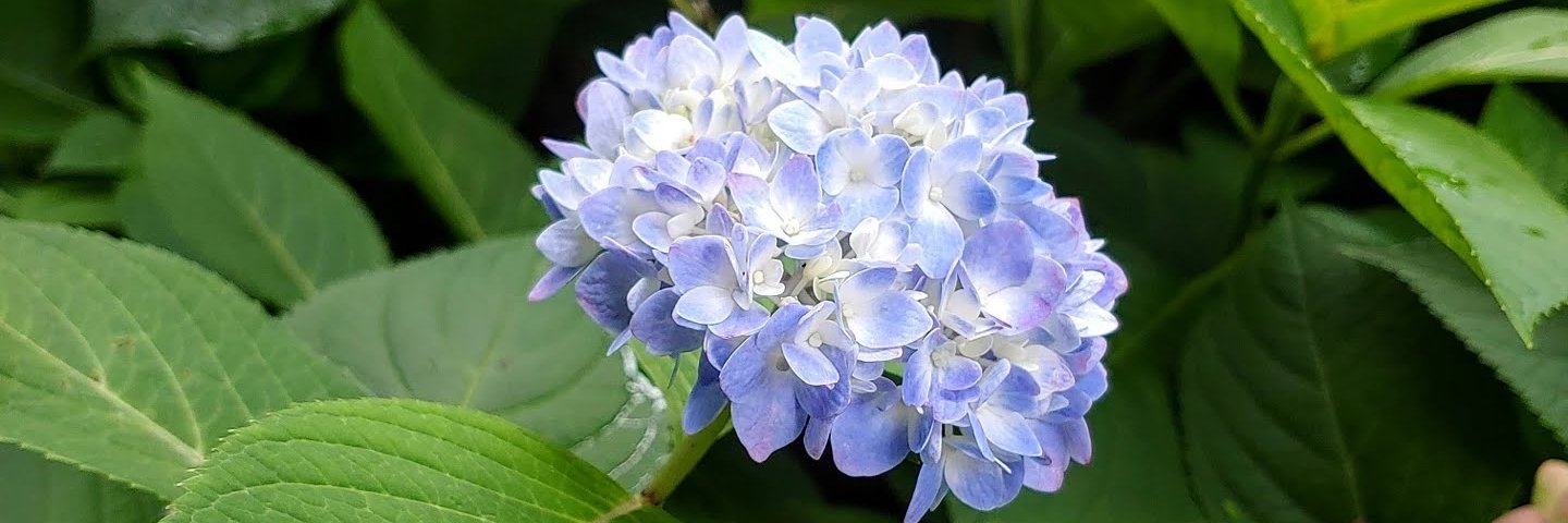 velonica_1's profile banner image