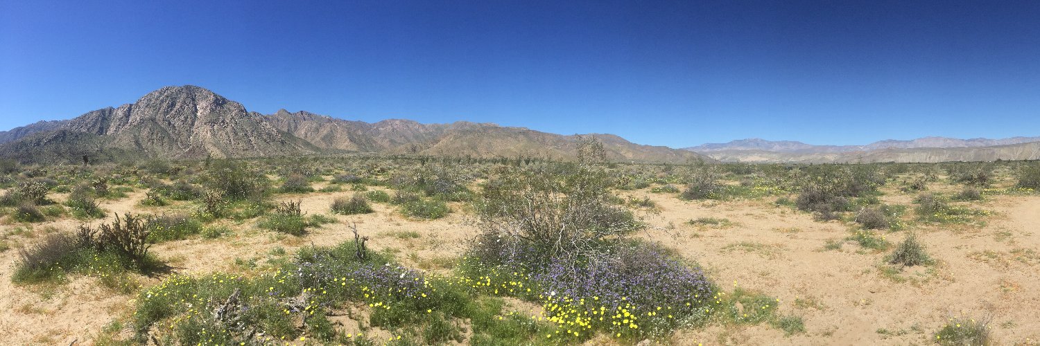 Celine St. Pierre banner