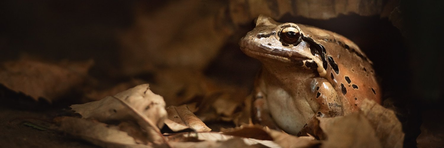 Durrell Wildlife Conservation Trust banner