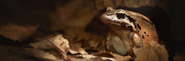 DurrellWildlife Profile Banner