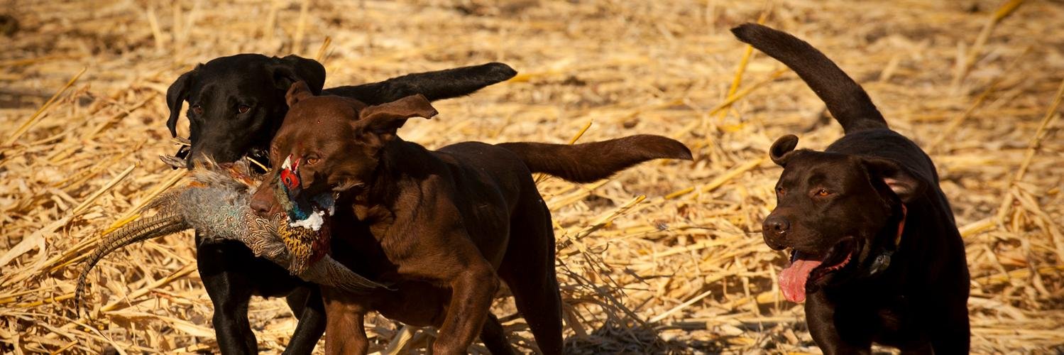 Thunderstik's profile banner image