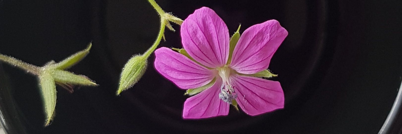 kipling's cat banner