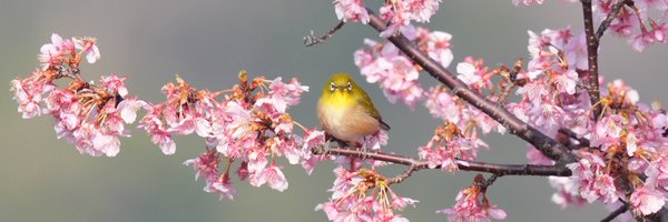 poccali Profile Banner