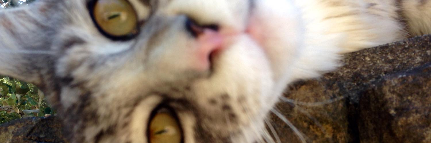 Melissa_7Cruz's profile banner image
