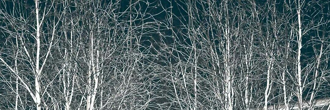 Pied_six's profile banner image