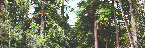 ReyesRWF's profile banner image