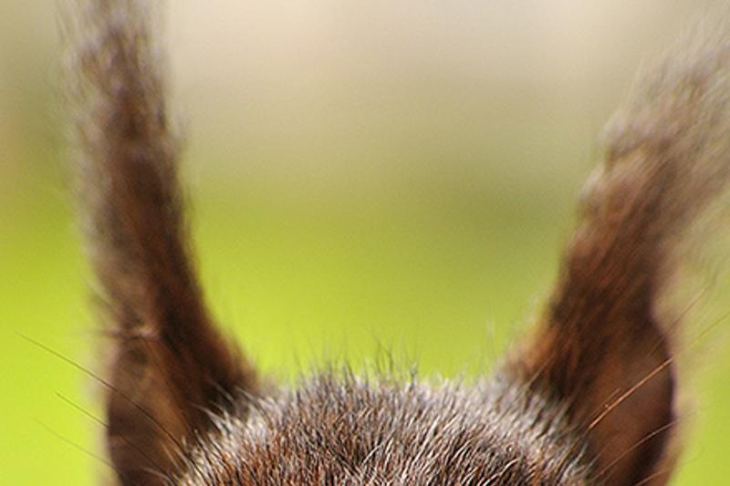 renasthowe's profile banner image