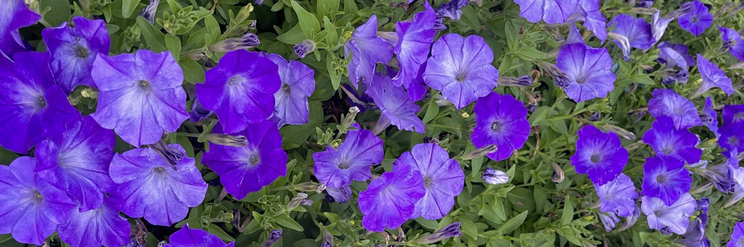 carolinacorme's profile banner image
