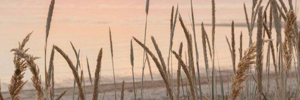shellmarsh's profile banner image