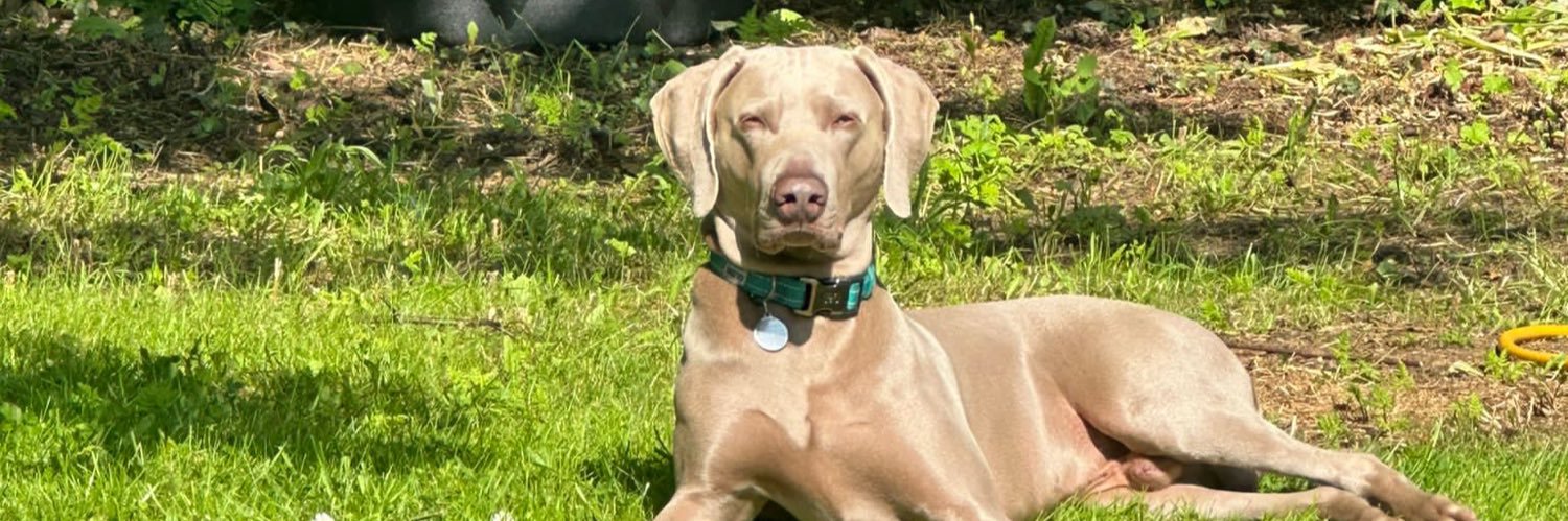 Odetoagoldfish's profile banner image