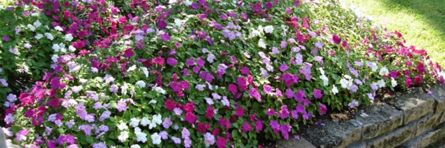 SpringtimeRose's profile banner image