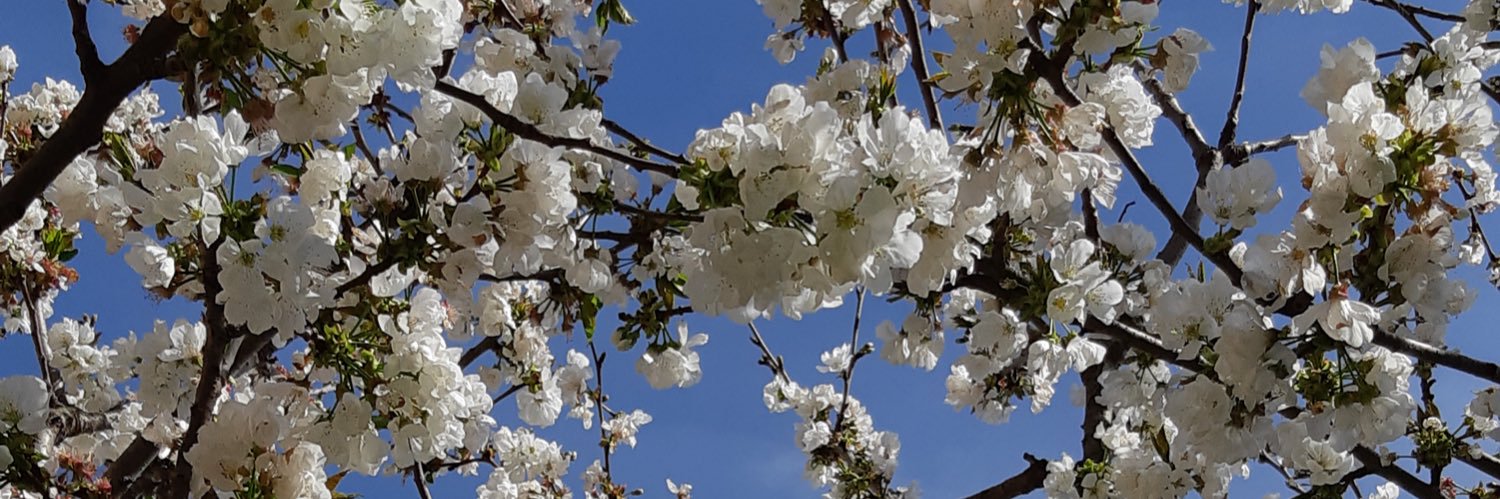 Carmina Solano Badia banner