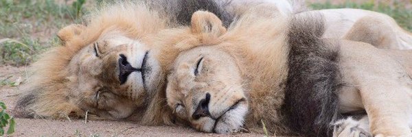 Little__Nicky Profile Banner