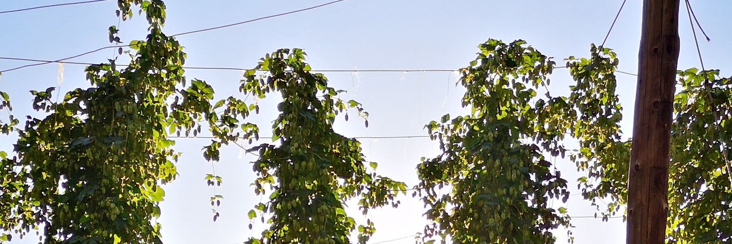 LauraRGll's profile banner image