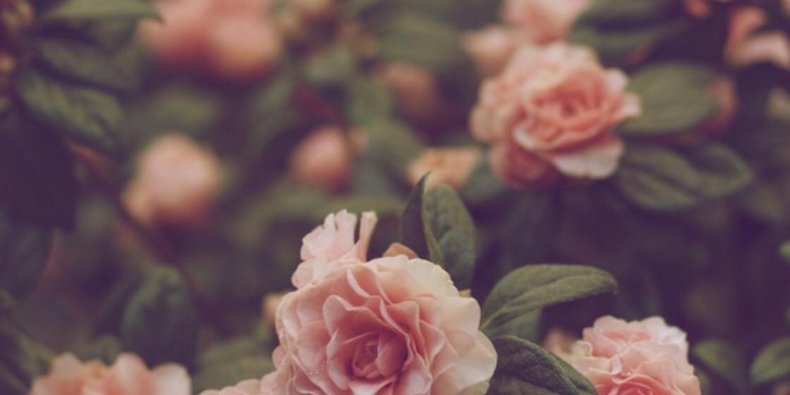 SweetcheeksVine's profile banner image