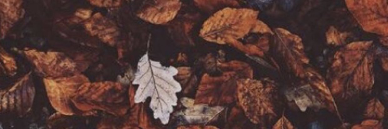 ShawnDuda's profile banner image