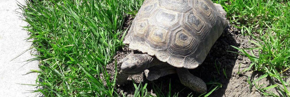 Patty Landeros banner