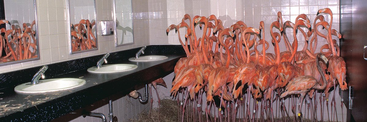 Tom Martinelli banner