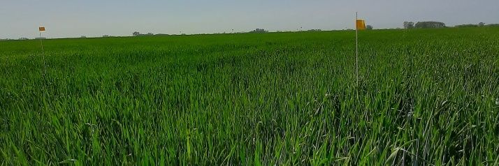 Tomás Fernández banner