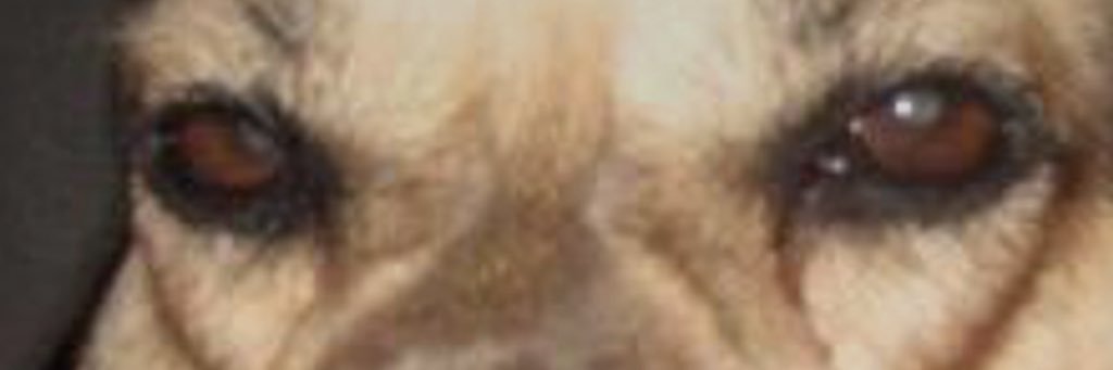salwan41's profile banner image