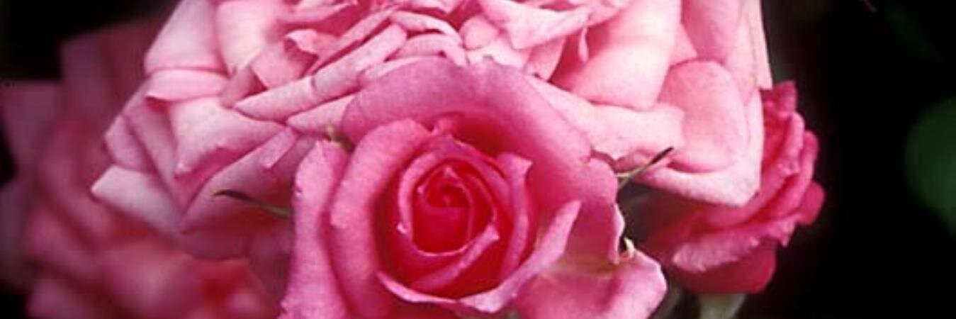 NorthWalshamGC's profile banner image