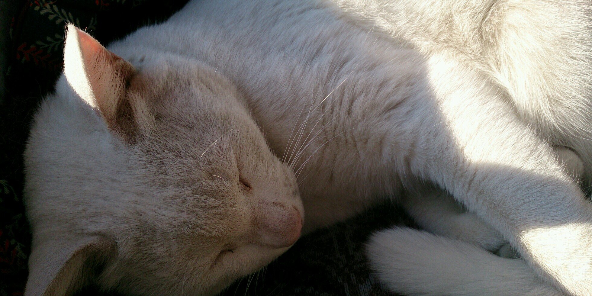 catthree034's profile banner image