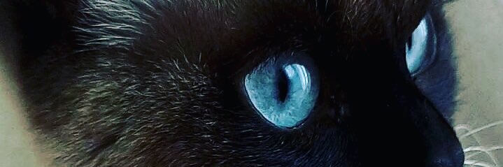 anilaghan's profile banner image