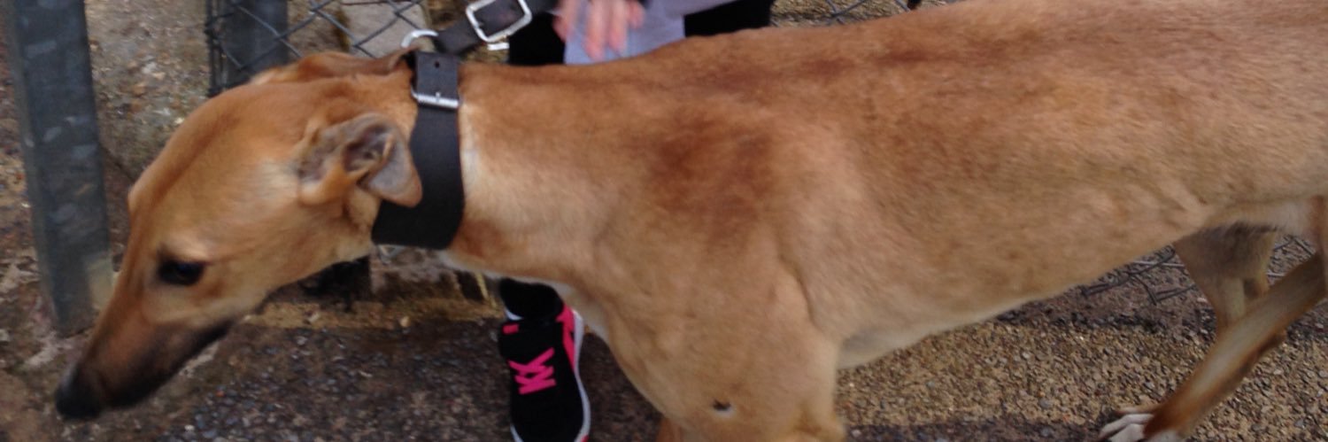 Sean Gallagher banner