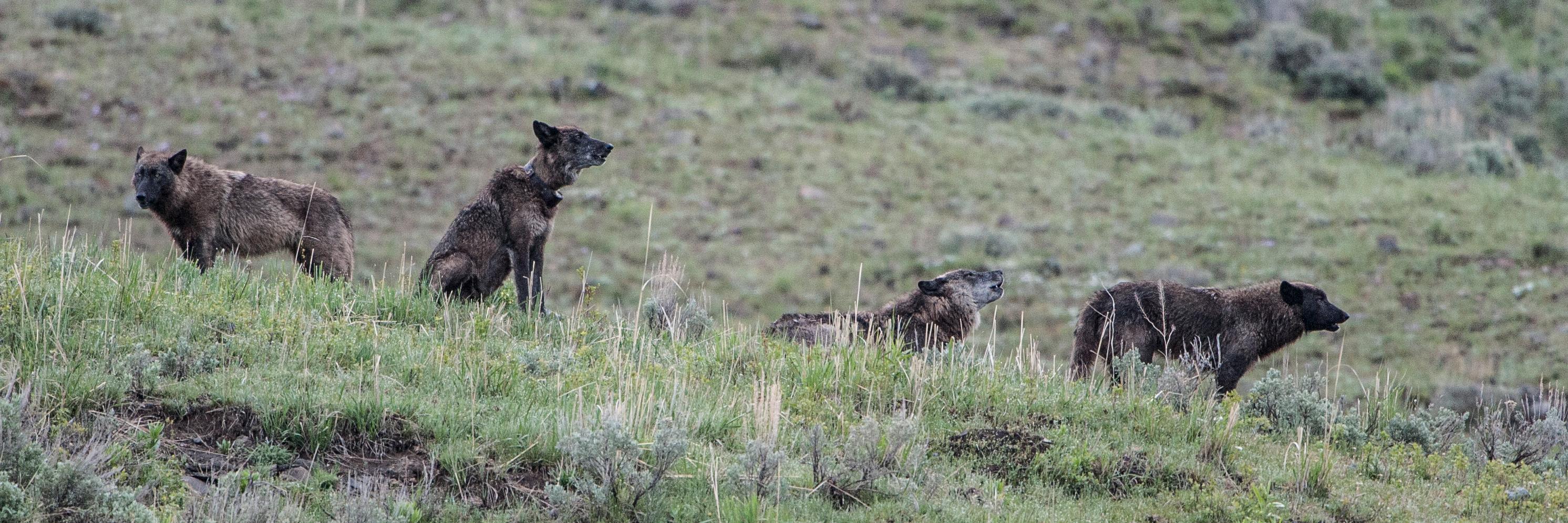 oldwolfphoto's profile banner image