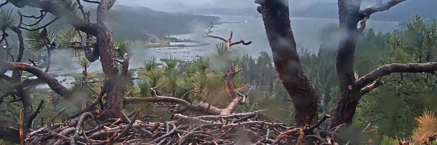 LadyS 🇺🇸 ✨ #StandWithHumanRights banner