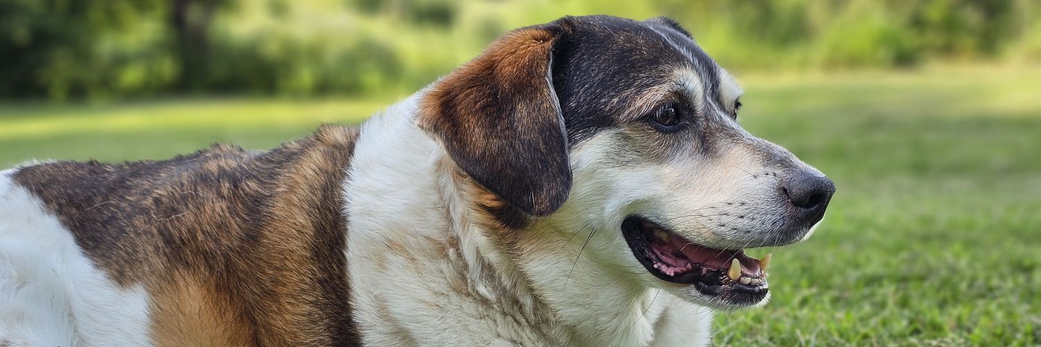 Patrick McLaughlin banner