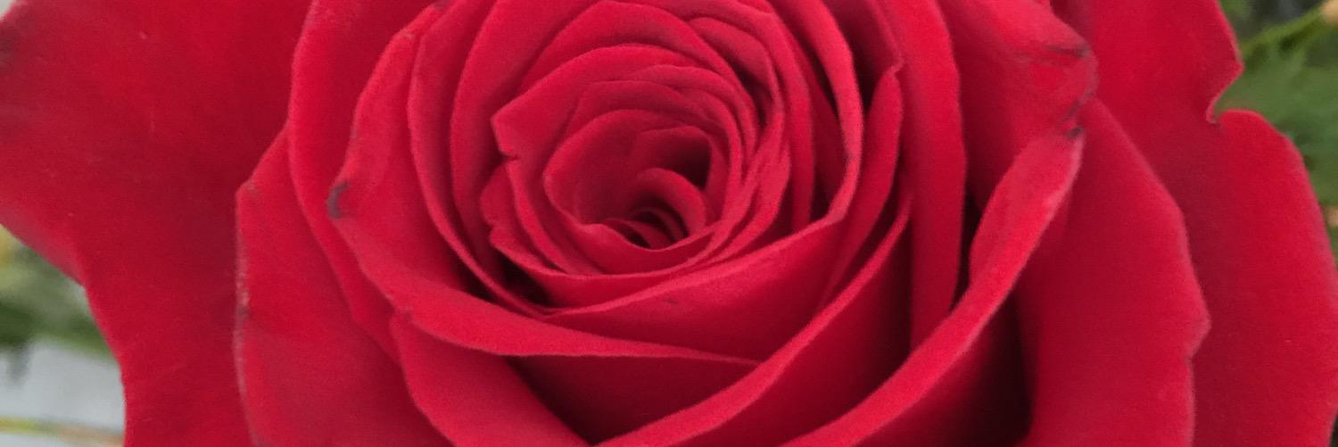 Nobody likes my posts. Thanks Elon banner