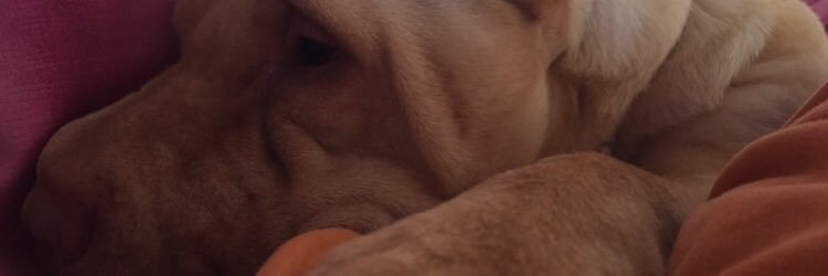 lauraamate6's profile banner image