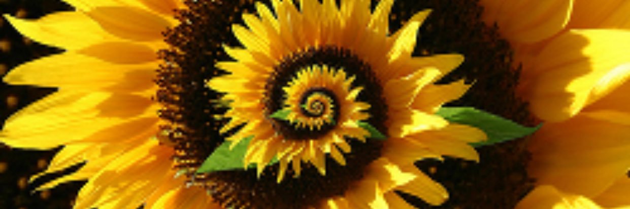 Amiea_S's profile banner image