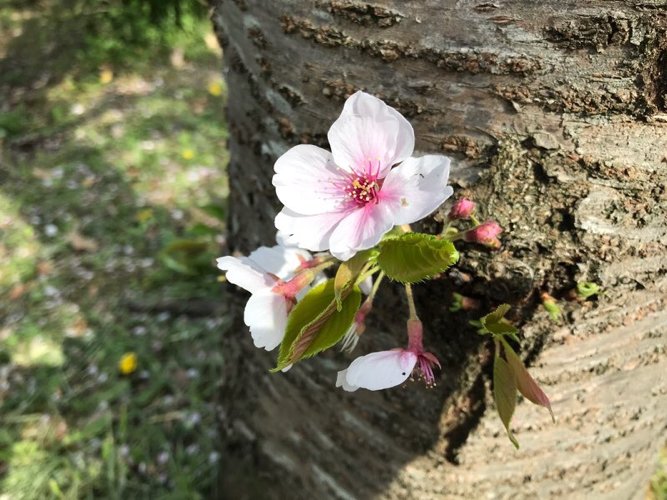 apatheia_st's profile banner image